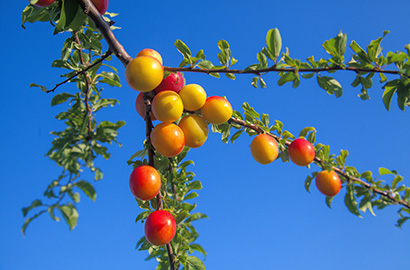 Mirabellen © Kostiantyn Kravchenko (Shutterstock.com)